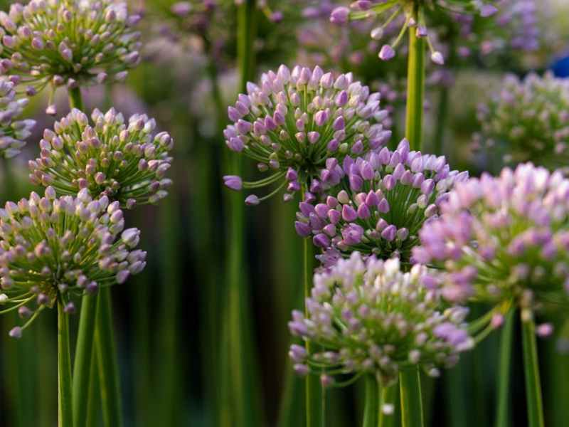 Pulling Wild Onions: Remembering How to&nbsp;Listen