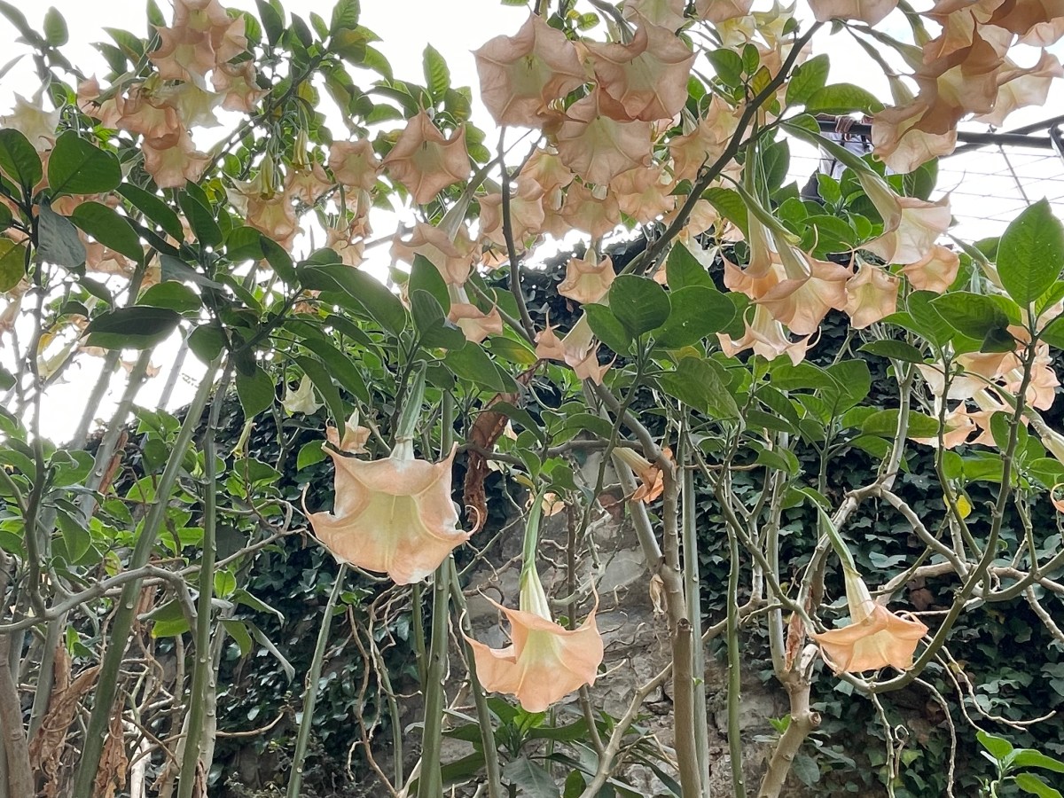 The End of Self-Improvement